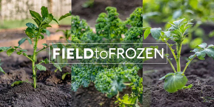 Take Your Garden From 'Field to Frozen' ... Our First Blog Series!