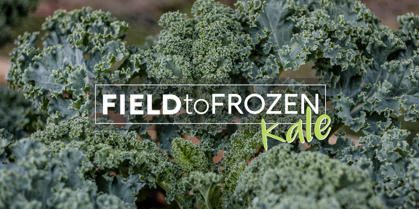 Fresh curly kale leaves in a garden with 'Field to Frozen Kale' text, promoting vacuum sealing and freezing for long-term storage.