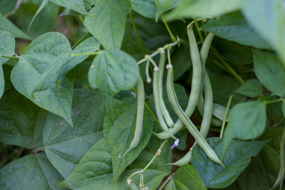 Pole green beans ready to be harvested