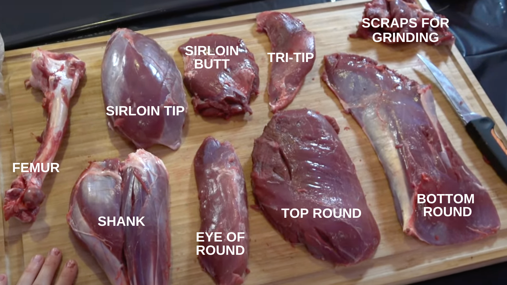 venison hind quarter cuts of meat 